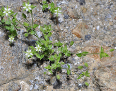 Arenaria leptoclados