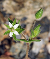 Arenaria leptoclados