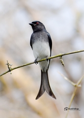 White-Bellied Drongo photo 3