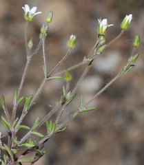 Arenaria leptoclados