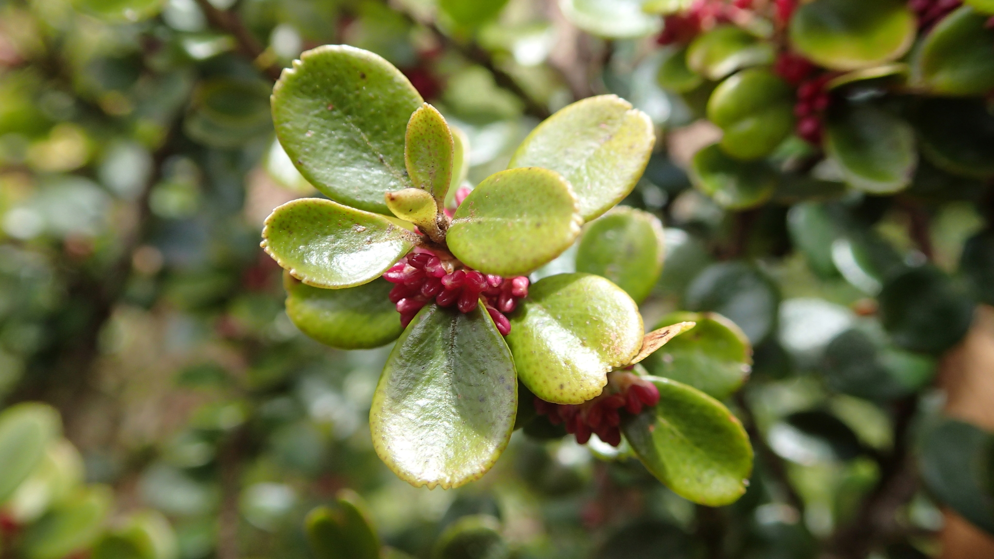 Myrsine