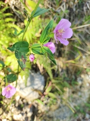 Pterogastra divaricata