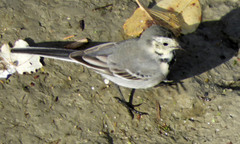 Motacilla alba
