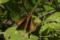 Synapte pecta