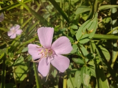 Pterogastra divaricata