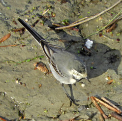 Motacilla alba