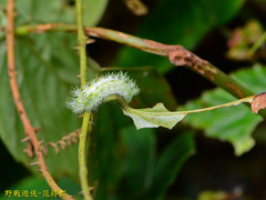 Parasa shirakii