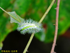 Parasa shirakii