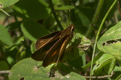 Synapte pecta