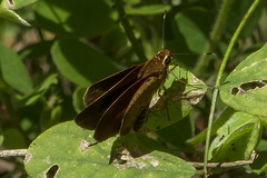 Synapte pecta