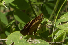 Synapte pecta