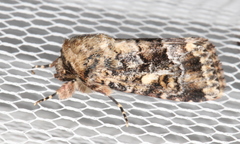 Spodoptera umbraculata