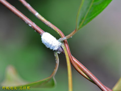 Margarodidae