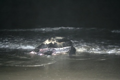 Dermochelys coriacea