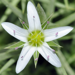 Arenaria pungens