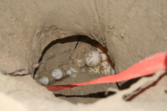 Dermochelys coriacea