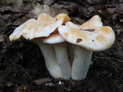 Cantharellus pallens