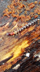 Parainocellia bicolor