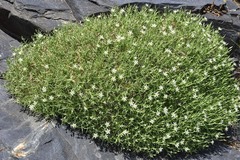 Arenaria pungens