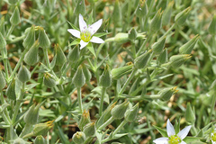 Arenaria pungens