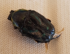 Chlorobapta frontalis