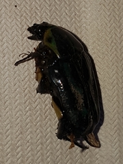 Chlorobapta frontalis