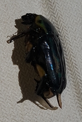 Chlorobapta frontalis