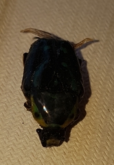 Chlorobapta frontalis