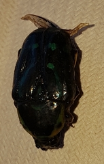 Chlorobapta frontalis