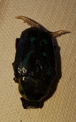 Chlorobapta frontalis