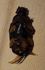 Chlorobapta frontalis