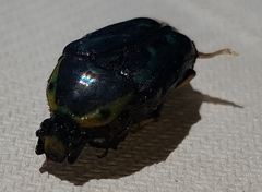 Chlorobapta frontalis