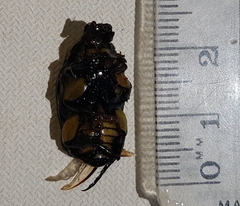 Chlorobapta frontalis