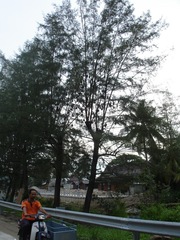 Pteropus hypomelanus