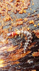 Parainocellia bicolor