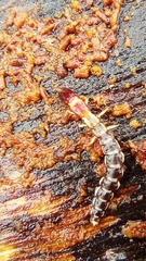 Parainocellia bicolor