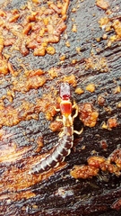 Parainocellia bicolor