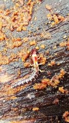 Parainocellia bicolor