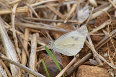 Pieris mannii
