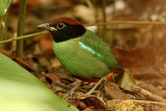 Pitta sordida cucullata