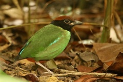 Pitta sordida cucullata