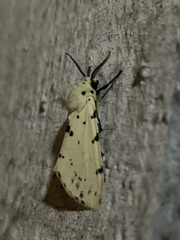 Eyralpenus subluteus