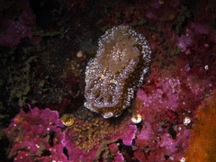 Goniodoris castanea