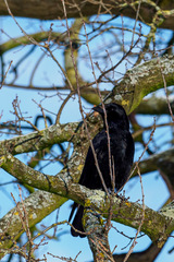 Corvus corone