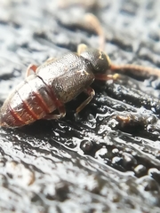 Proteininae