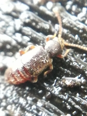 Proteininae
