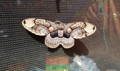 Brahmaea wallichii insulata