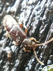 Proteininae