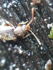 Proteininae