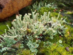 Cladonia polydactyla
